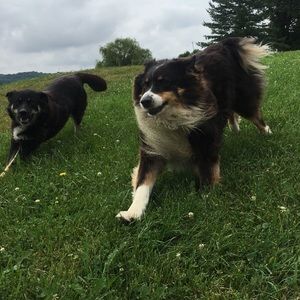 Meet your Posher, Bailey